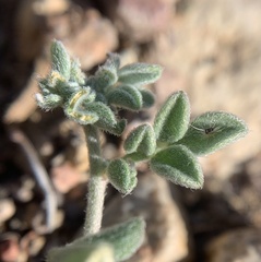 Acmispon argyraeus notitius