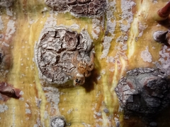 Thyene imperialis
