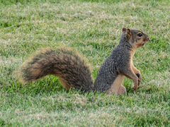 Sciurus niger