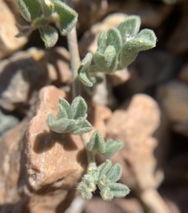 Acmispon argyraeus notitius
