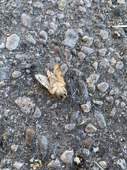 Papaipema nebris
