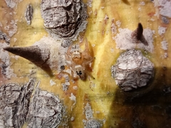 Thyene imperialis
