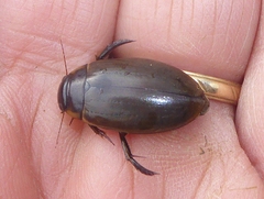 Colymbetes fuscus