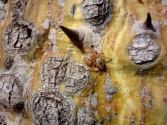 Thyene imperialis