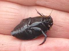 Colymbetes fuscus
