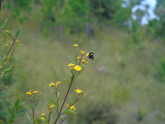 Bombus medius