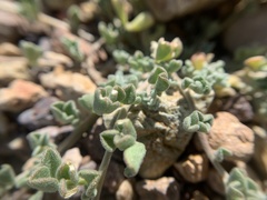 Acmispon argyraeus notitius