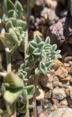 Acmispon argyraeus notitius