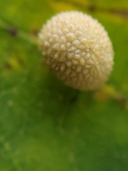 Acraspis quercushirta