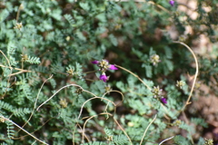 Dalea frutescens