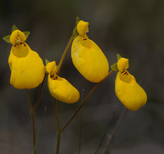 Calceolaria biflora