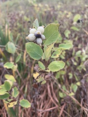 Symphoricarpos occidentalis