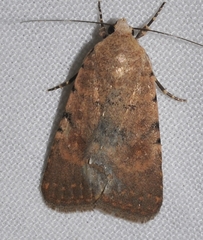 Caradrina flava