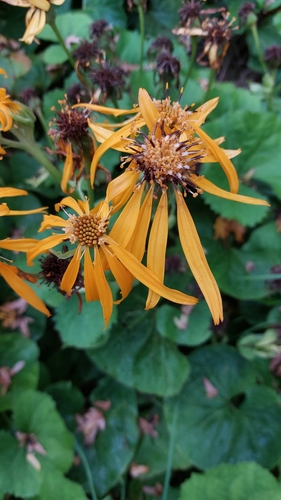 Ligularia dentata