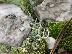 Cladonia macilenta