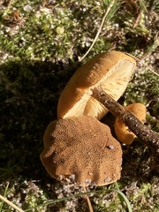 Cystoderma
