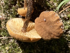 Cystoderma