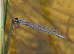 Pseudagrion draconis
