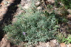 Dalea frutescens