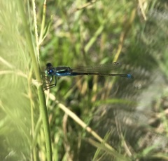 Ischnura fountaineae