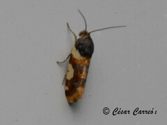 Spragueia jaguaralis