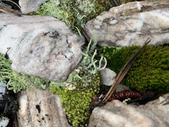 Cladonia macilenta