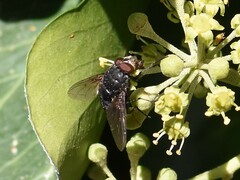 Calliphora vomitoria