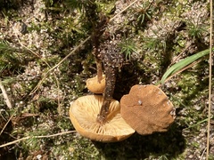 Cystoderma