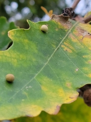 Acraspis quercushirta