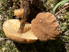 Cystoderma