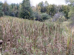 Typha
