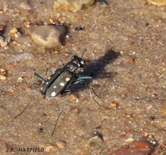 Cicindela ocellata