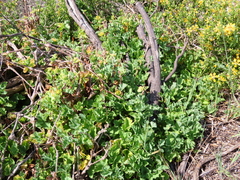 Pelargonium gibbosum