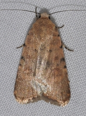 Caradrina flava