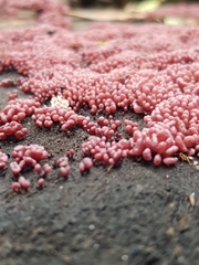 Ascocoryne sarcoides