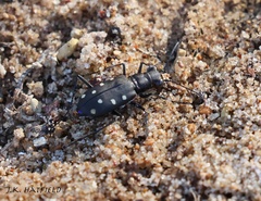 Cicindela ocellata