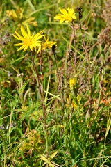 Tragopogon orientalis