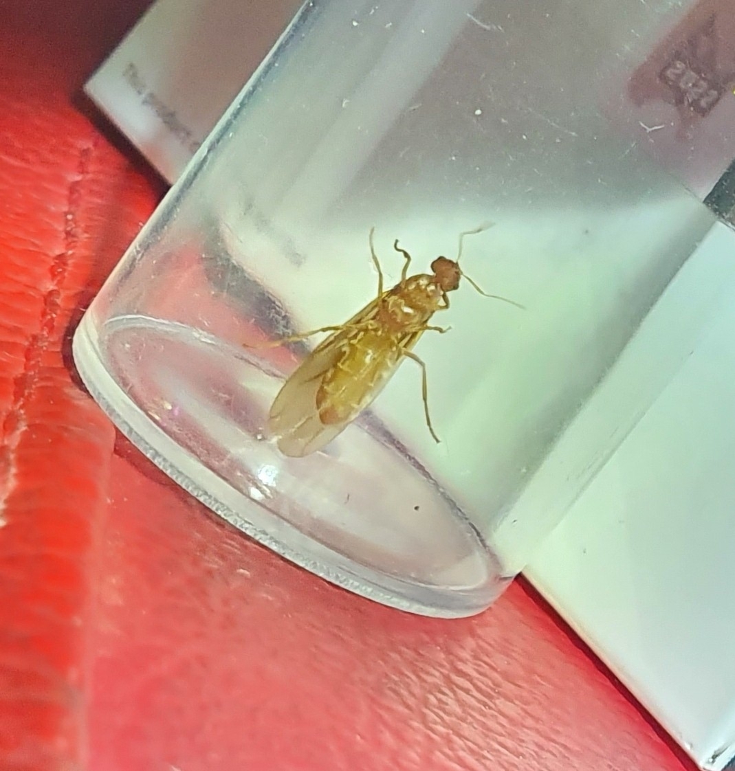 Pseudolasius