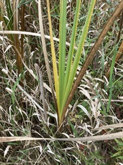 Typha
