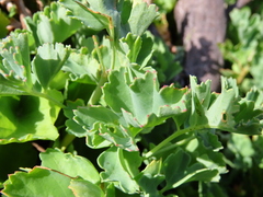 Pelargonium gibbosum