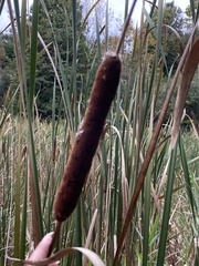 Typha