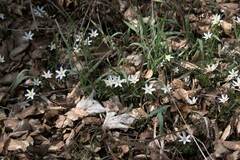 Anemonoides nemorosa