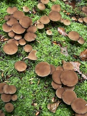 Laccaria bicolor