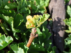 Pelargonium gibbosum