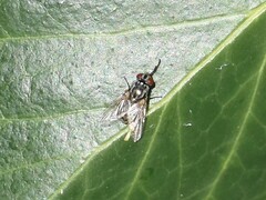 Musca autumnalis