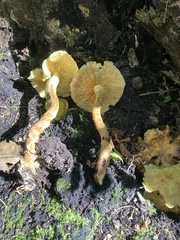 Armillaria mellea