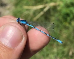 Enallagma risi