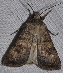 Agrotis trux