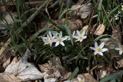Anemonoides nemorosa