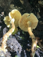 Armillaria mellea